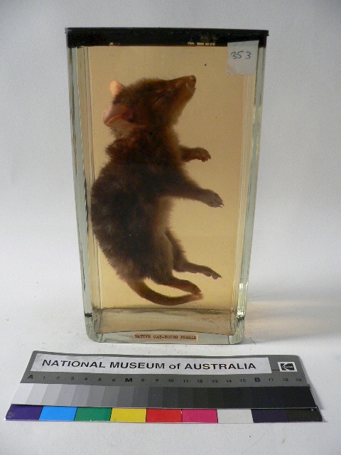 Quoll specimen from the Australian Institute of Anatomy collection. National Museum of Australia