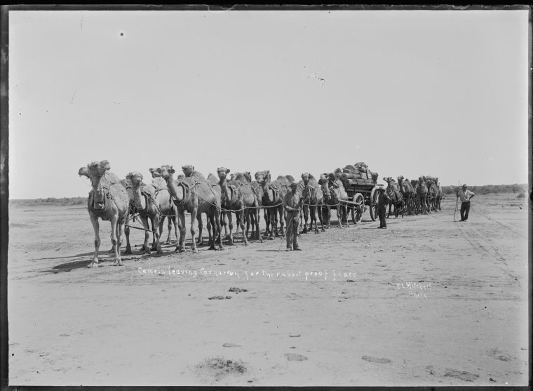 Camels with fencing equipment leaving Carnarvon, 900kms north of Western Australia’s state capital, Perth, about 1910, photographed by E.L. Mitchell. State Library of Western Australia 8956B/864