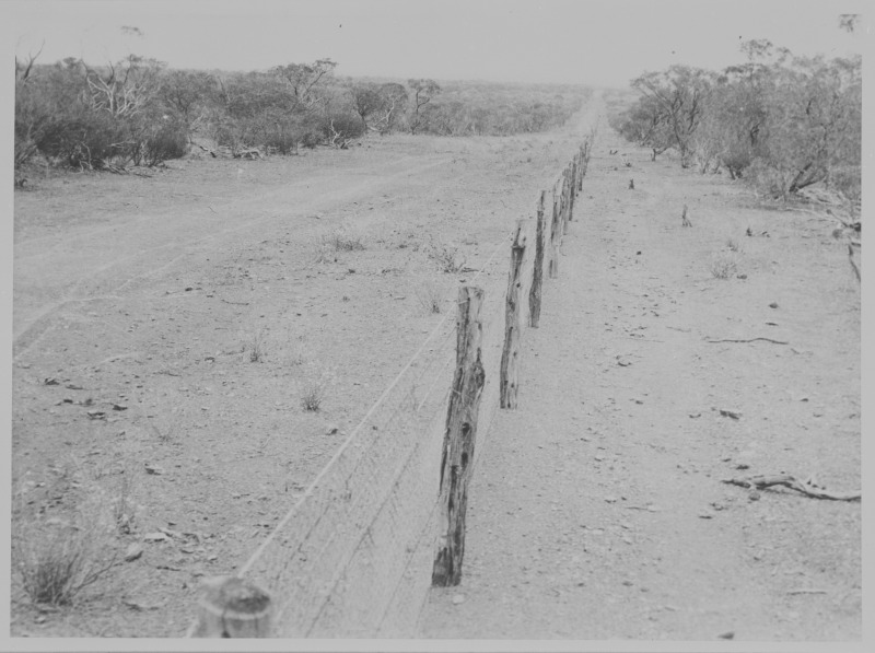No.1 Rabbit-Proof Fence, Western Australia, photographed in 1926 by boundary rider Frank Broomhall. National Library of Australia nla.pic-vn3647494