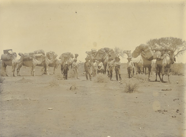 Alfred Canning’s party surveying the line for fence no.1, 1901. The camel’s ability to last for long periods without water made these animals well-suited to travelling through dry, sandy country. Special measures such as muzzles were necessary to prevent them from falling victim to poisonous plant varieties found along some stretches of the fence route. National Library of Australia nla.pic-vn3997481