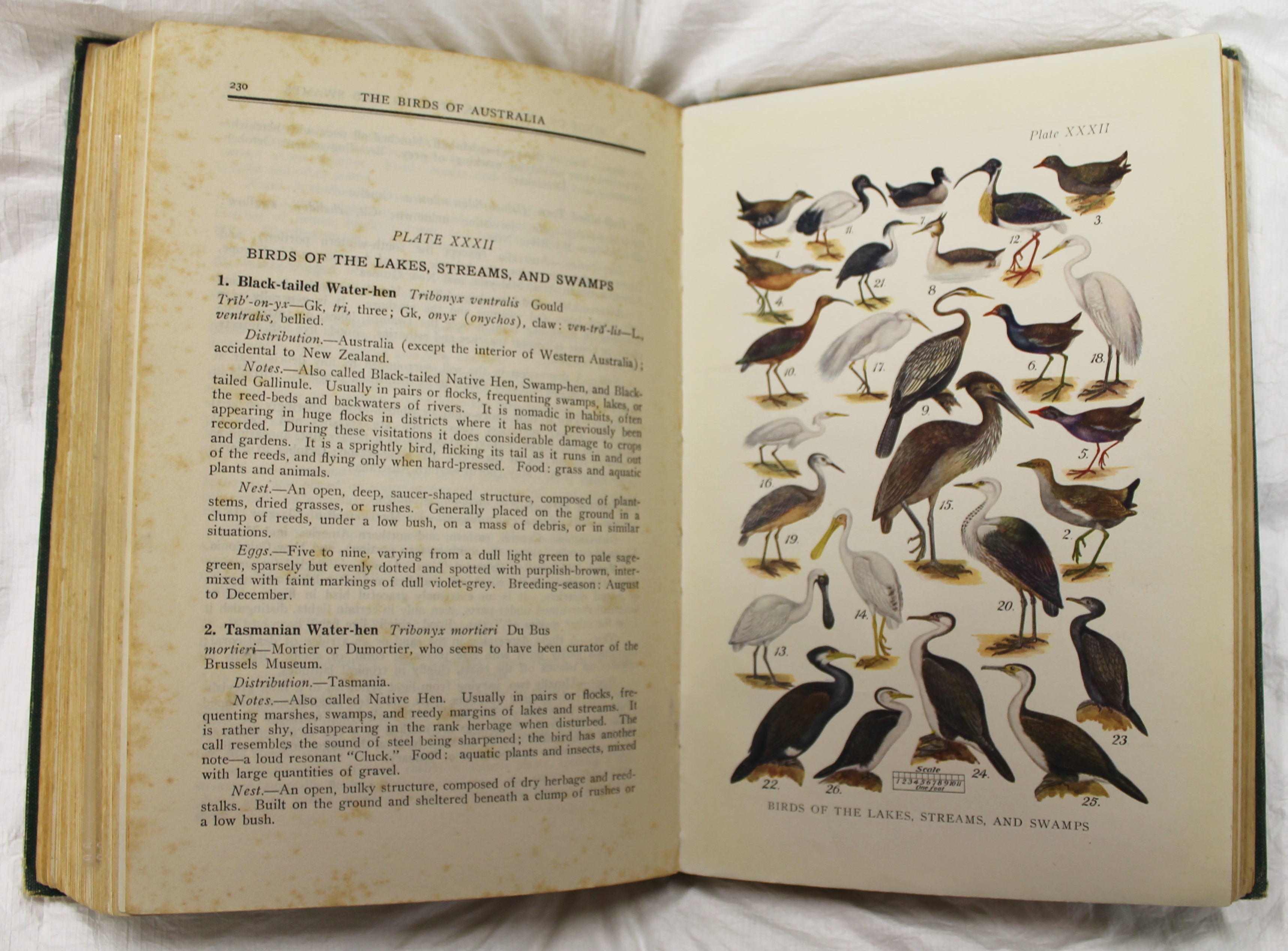 Plate XXXII, 'Birds of the lakes, streams and swamps', in Neville W Cayley, 'What bird is that?' (1931).