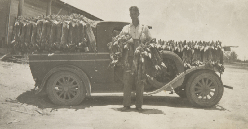 Terry Bambling delivering 400 rabbit pairs to the Yelarbon Freezing Works, Queensland, about 1932. Bert Wright collection, National Museum of Australia. Reprography by Katie Shanahan. 
