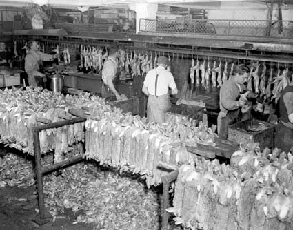 Dressing rabbits for export, 1945.National Archives of Australia A1200, L2648 