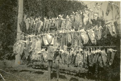 Rabbit pelts drying on rack before shipping to Winchcombe Carson, Brisbane, about 1950. Photo Tweed River Museum.