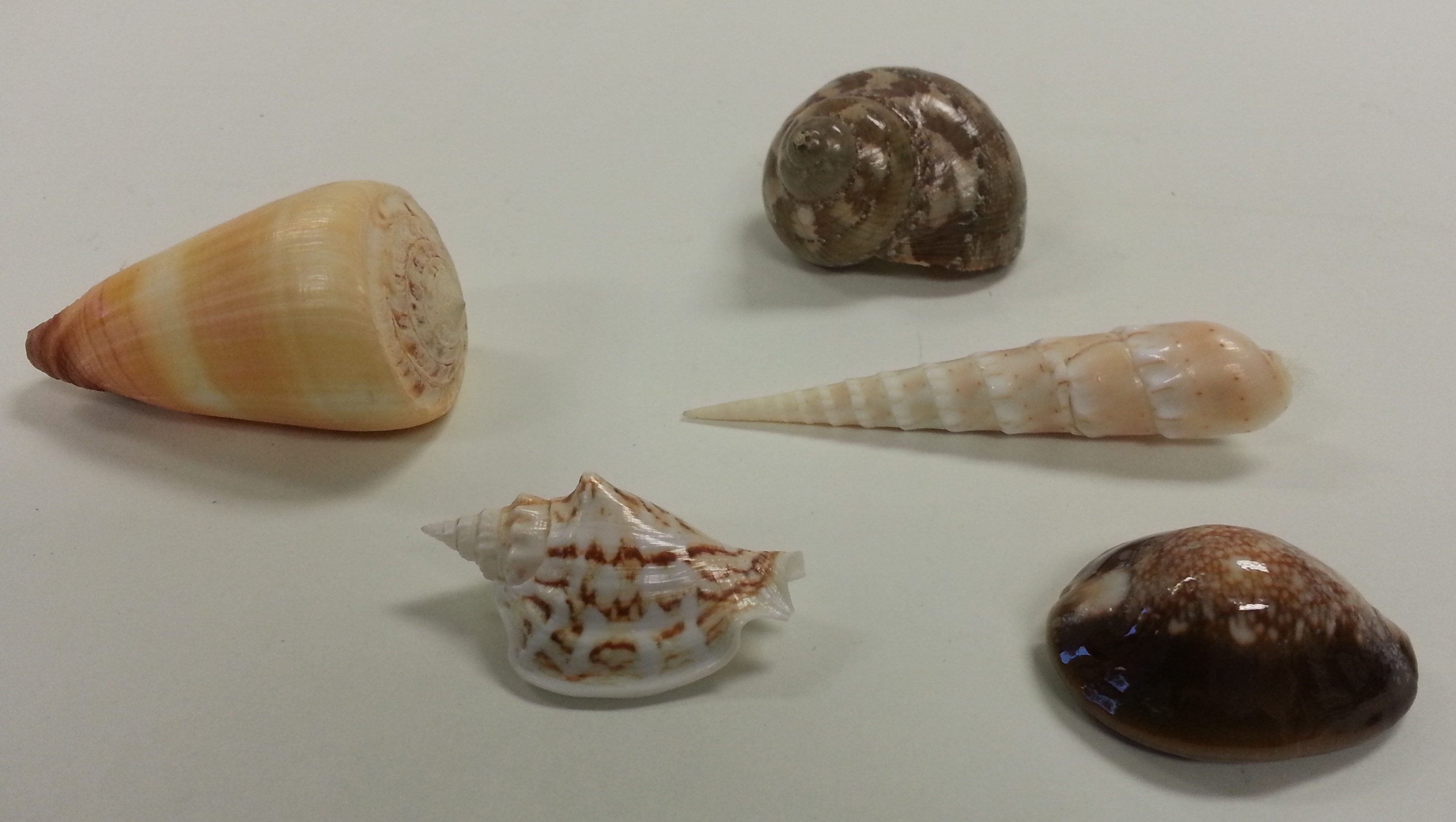 Shell samples