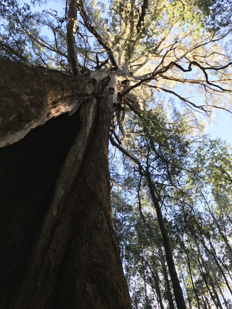 An image of tree from the bottom up