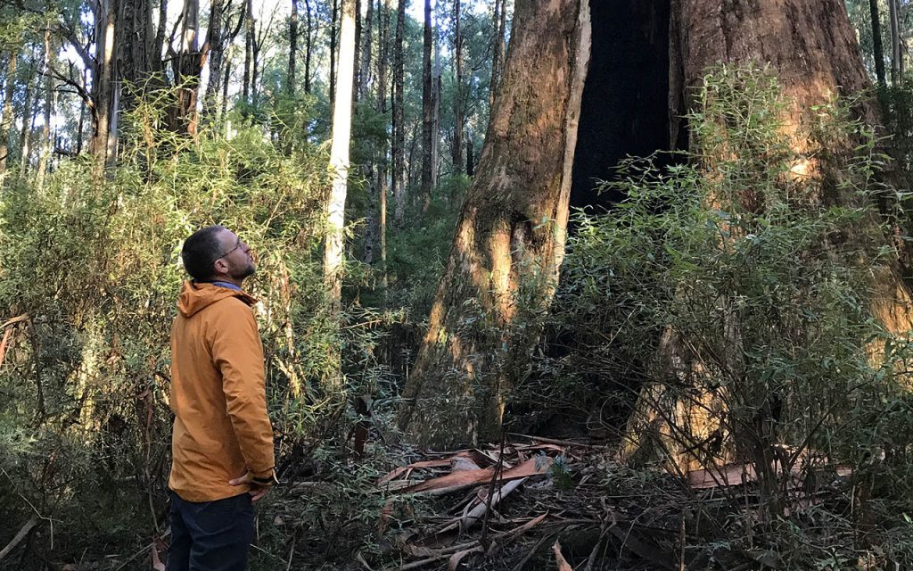 A man wearing glasses and an orange jacket, looks up at a a giant mountain ash tree